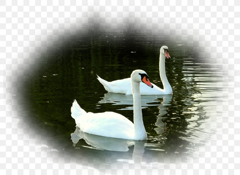 Desktop Wallpaper Mute Swan Bird High-definition Television, - Swans - HD Wallpaper 
