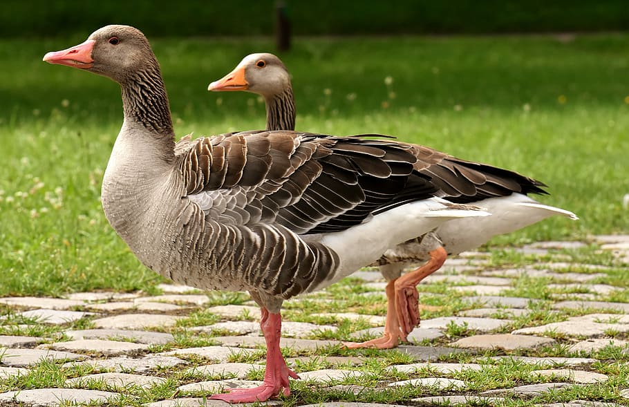 Two Ducks Walking Beside Grass Field, Geese, Wild Geese, - Gansos Salvajes - HD Wallpaper 