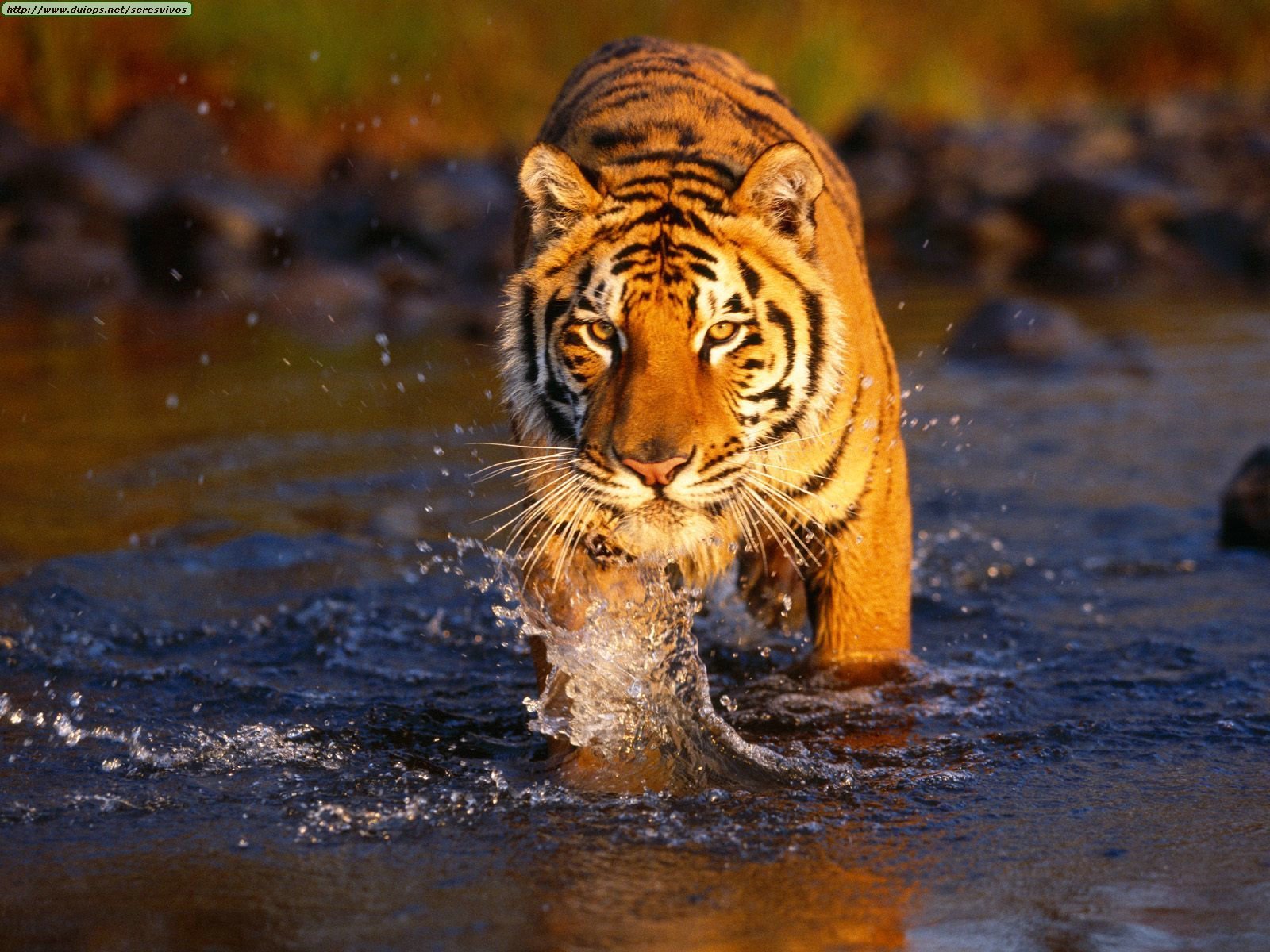 Tiger Walking In Water - HD Wallpaper 