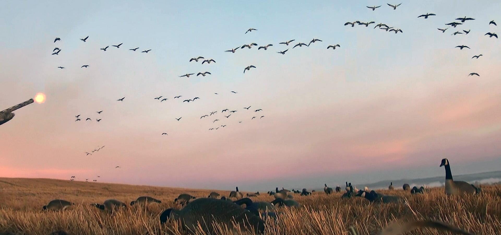 Waterfowl Hunting Saskatchewan Canada - Flock - HD Wallpaper 