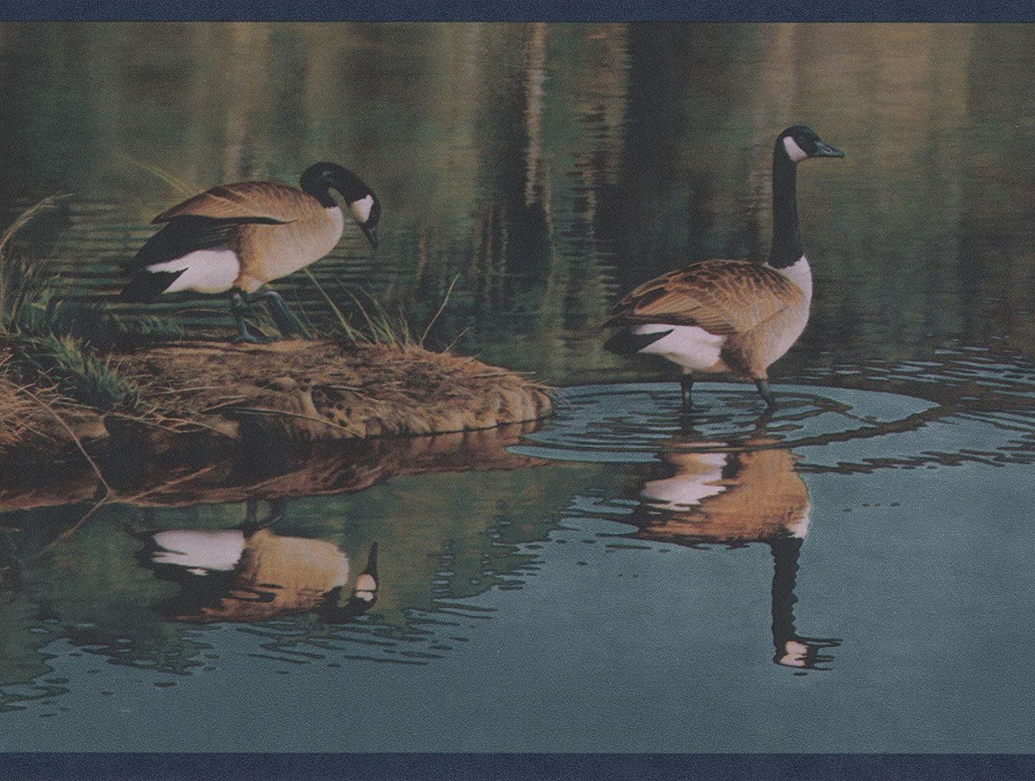 Duck - HD Wallpaper 