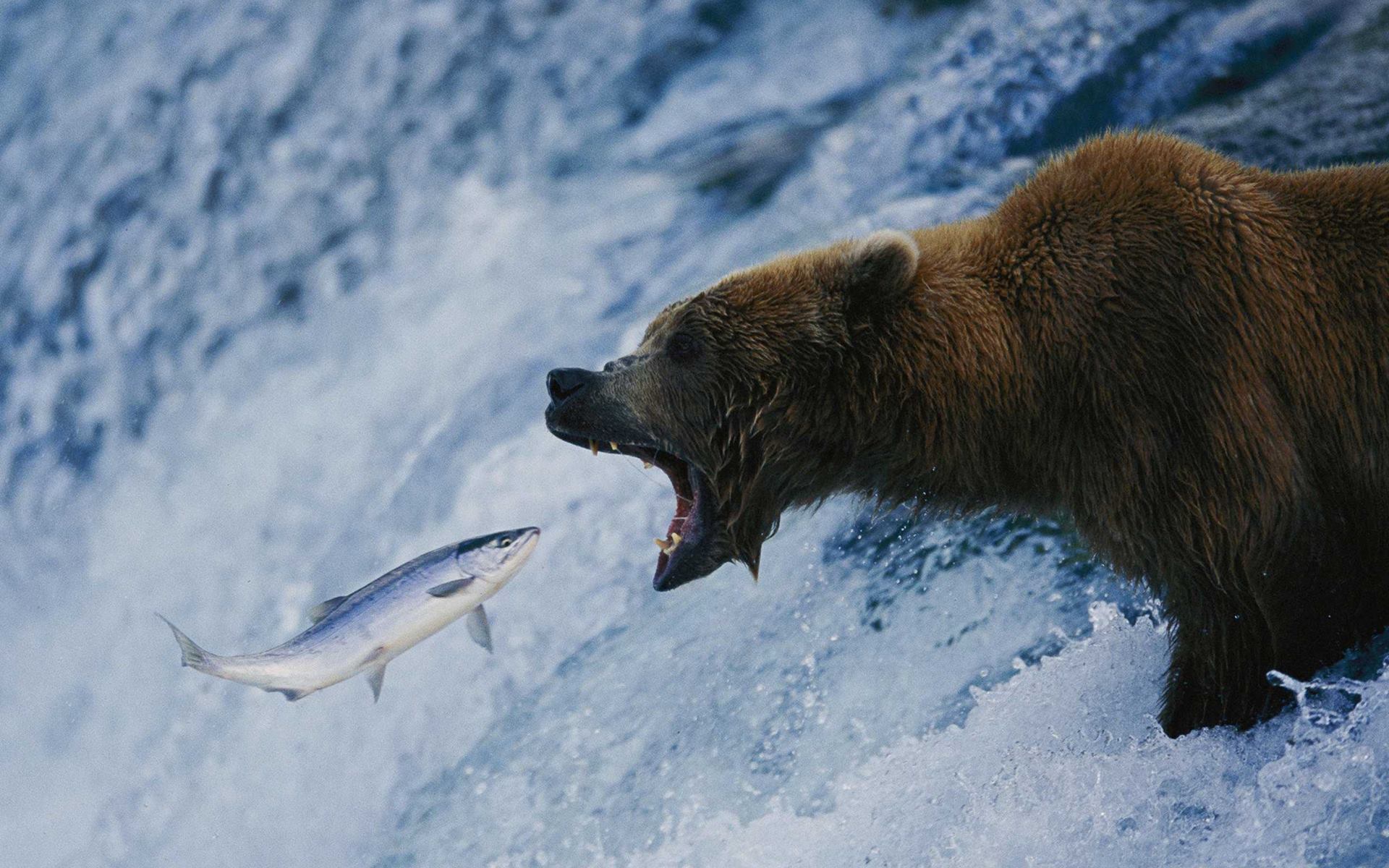 Grizzly Bear - HD Wallpaper 