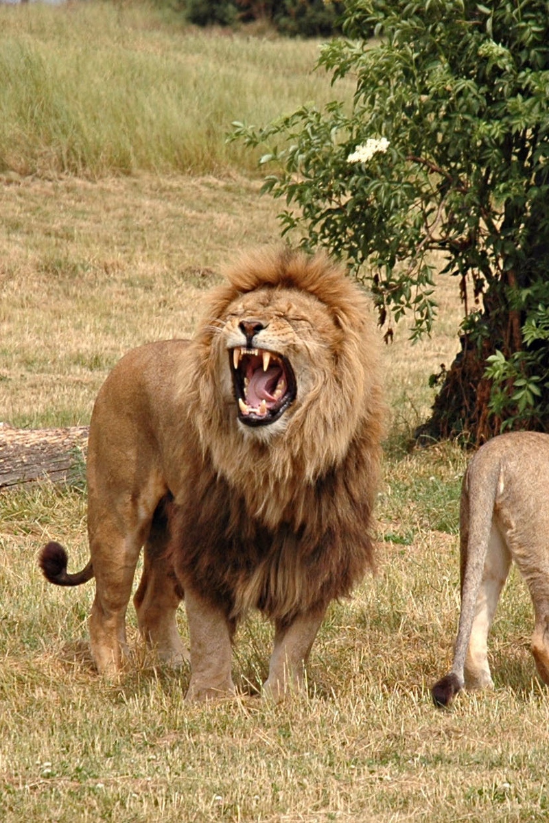 Wallpaper Lion, Lioness, Aggression, Hunting, Grass, - Devil Is Like A Roaring Lion - HD Wallpaper 