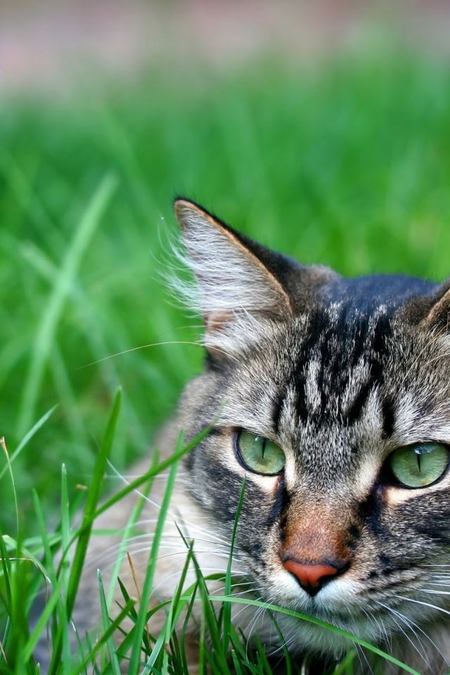 Hunting Cat - HD Wallpaper 