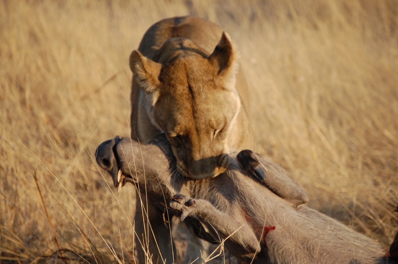 Hunting Wallpaper - Animal Hunting - HD Wallpaper 