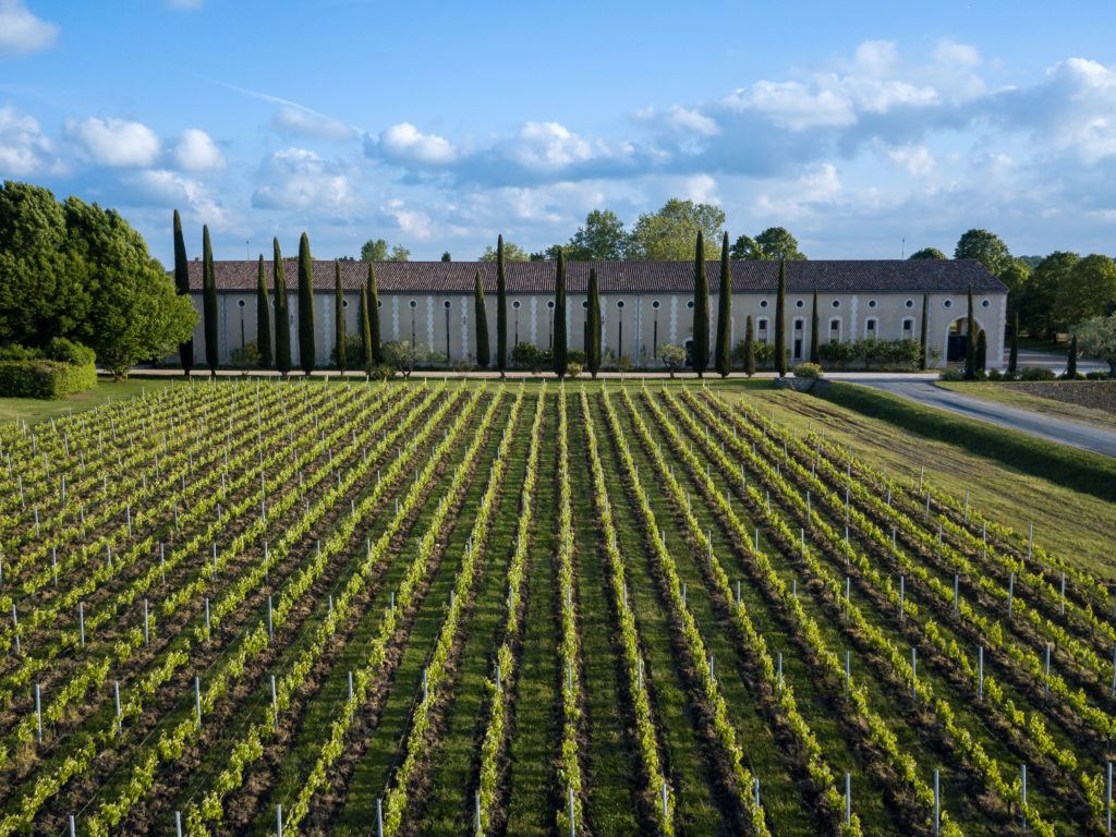 Grass - HD Wallpaper 