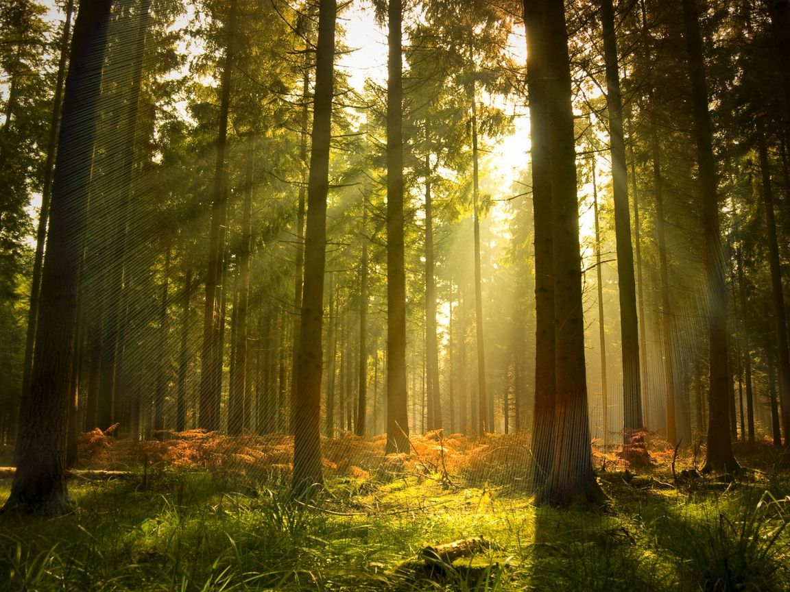 High Resolution Pine Forest Hd - HD Wallpaper 