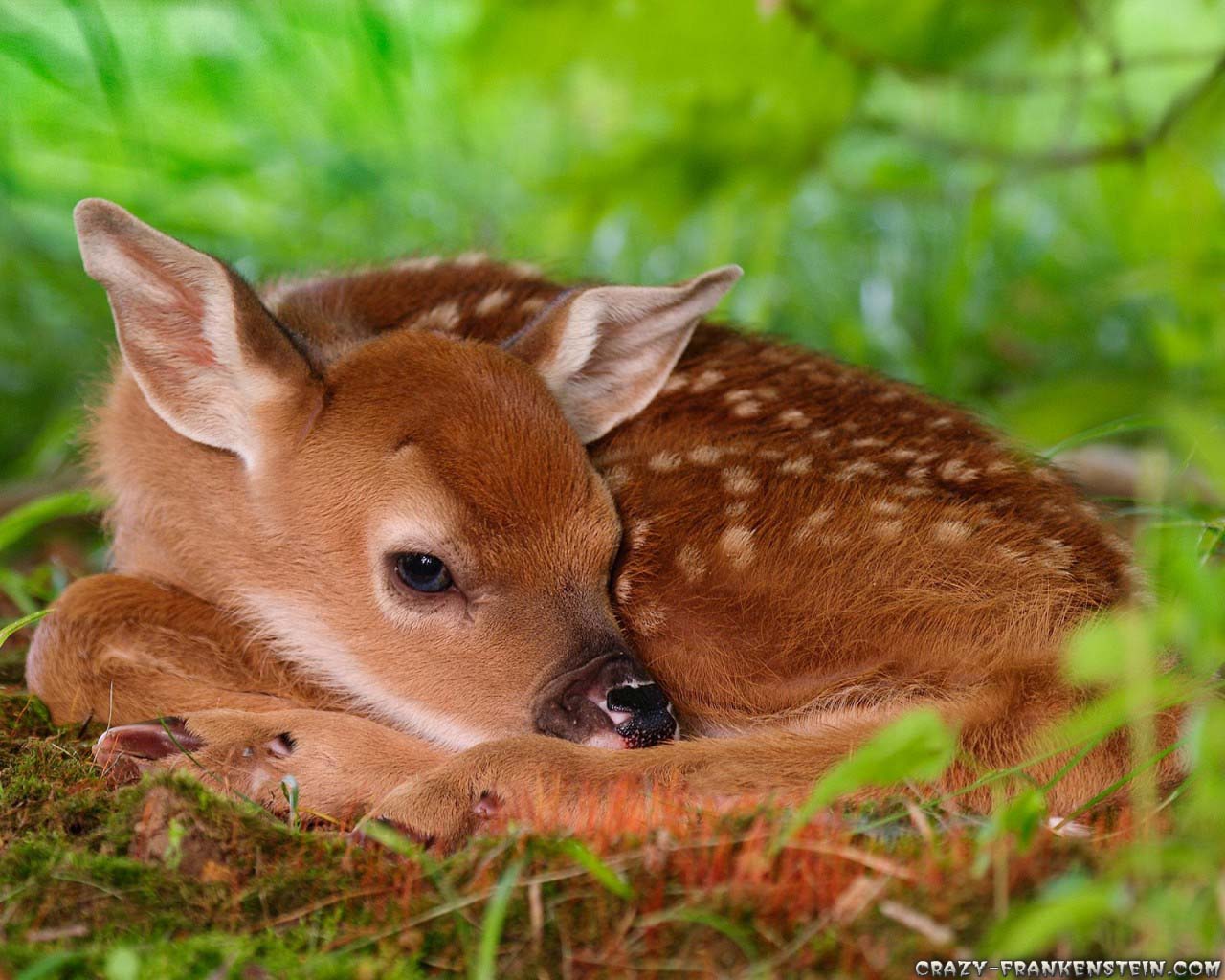 Deer Hunting Wallpaper Hd - Baby Animals - HD Wallpaper 