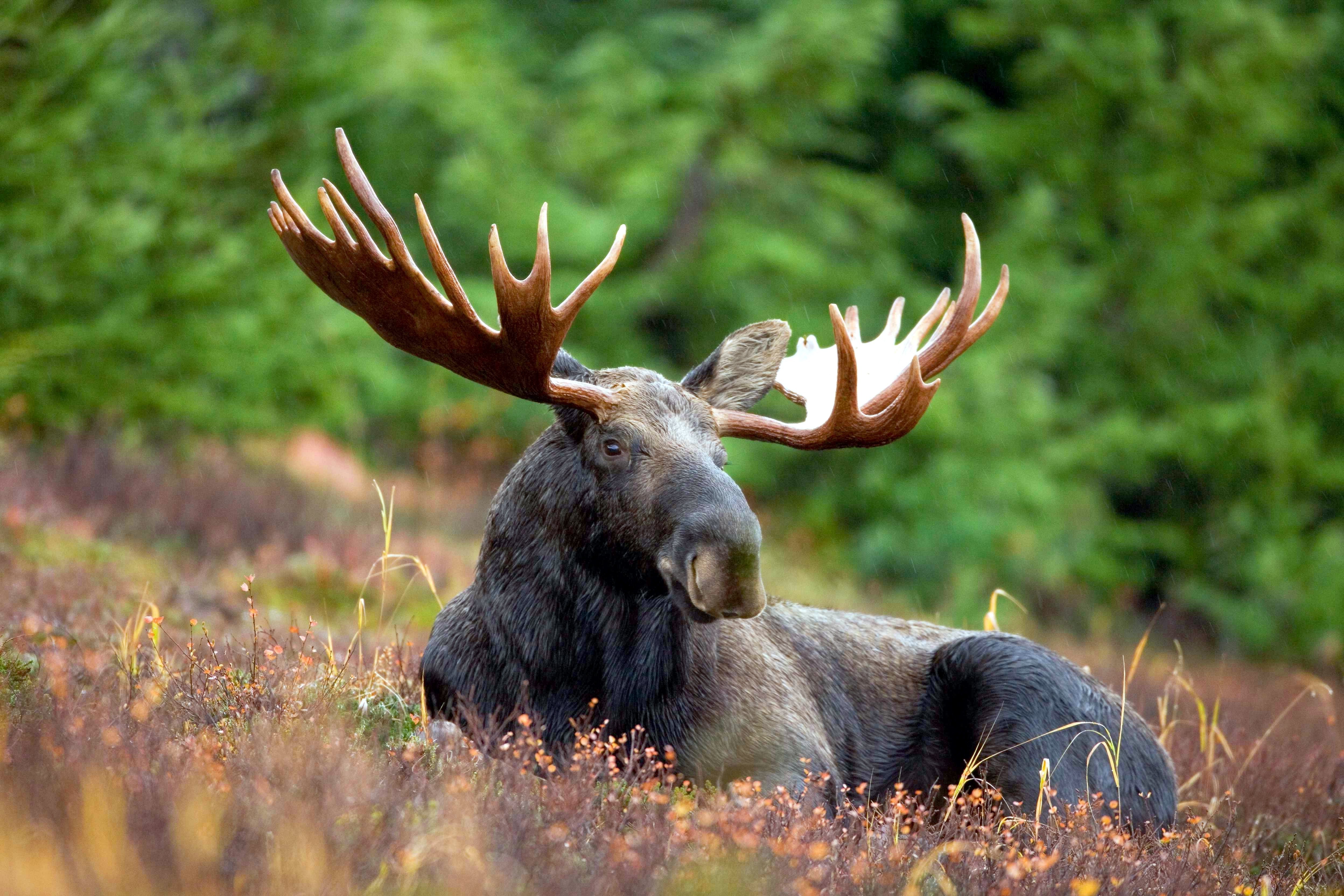 Moose Wallpaper Hd - HD Wallpaper 