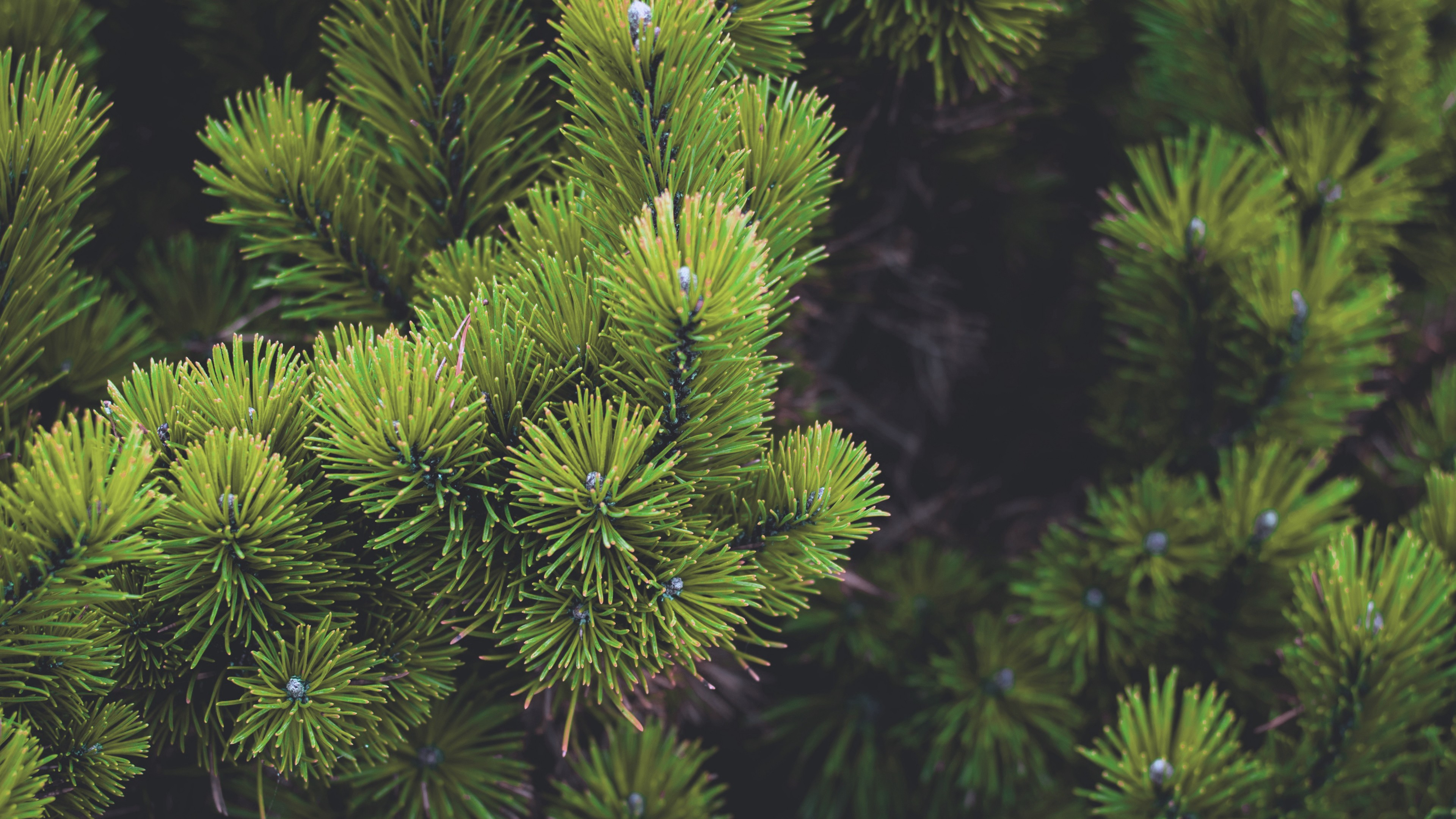 Evergreen Tree 3840x2160 Wallpaper teahub.io