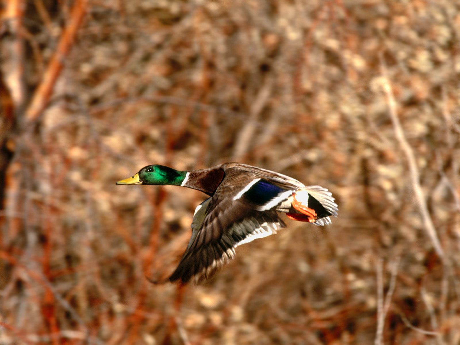 Duck Hunting Wallpaper - Hd Duck Hunting - HD Wallpaper 