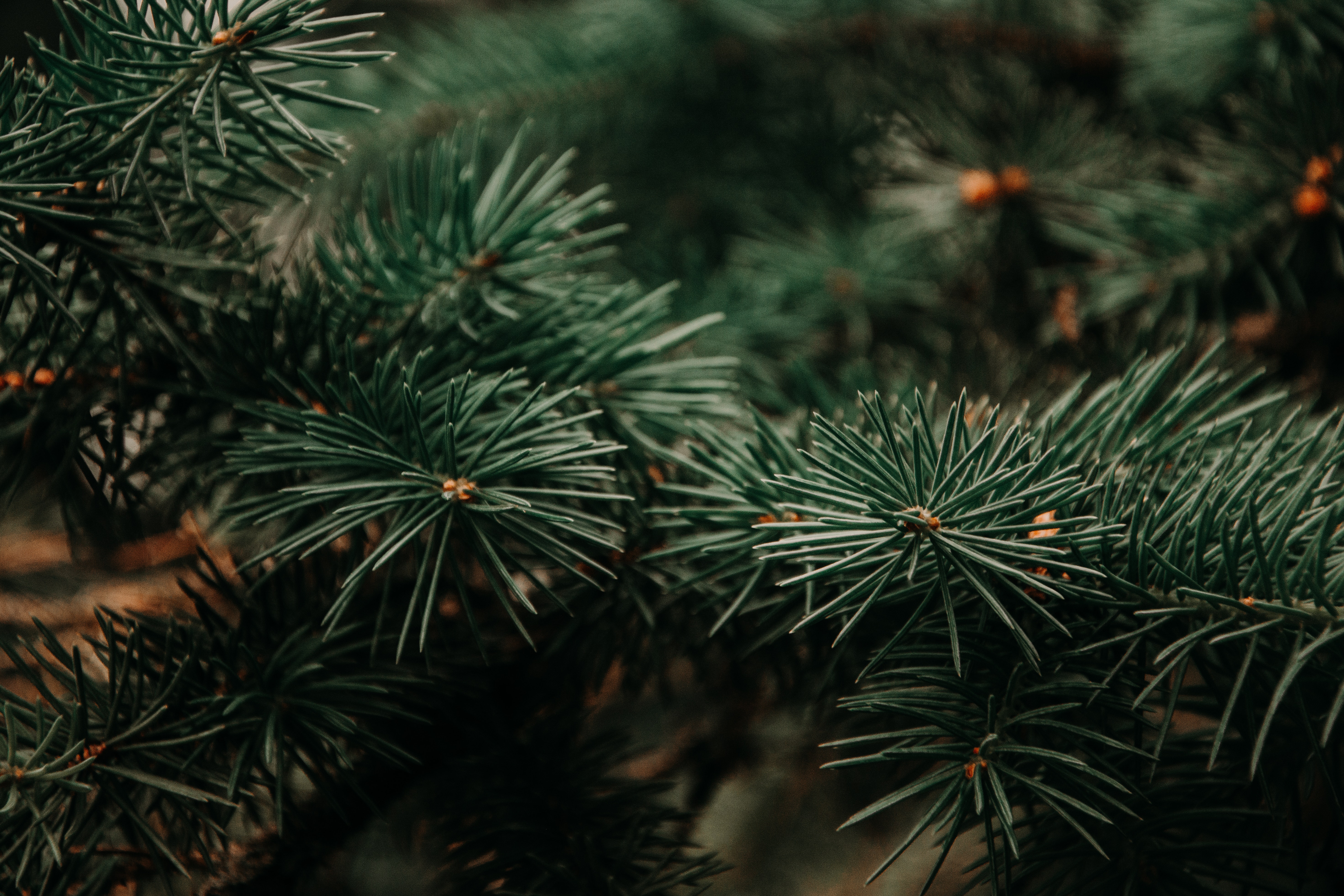 Pine Tree Wallpaper - HD Wallpaper 