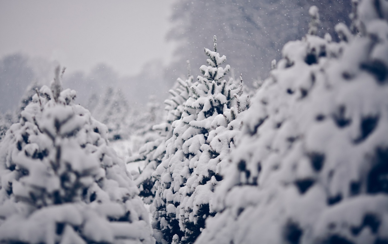 Snow On Pine Trees Wallpapers - Pine Trees In Snow - HD Wallpaper 