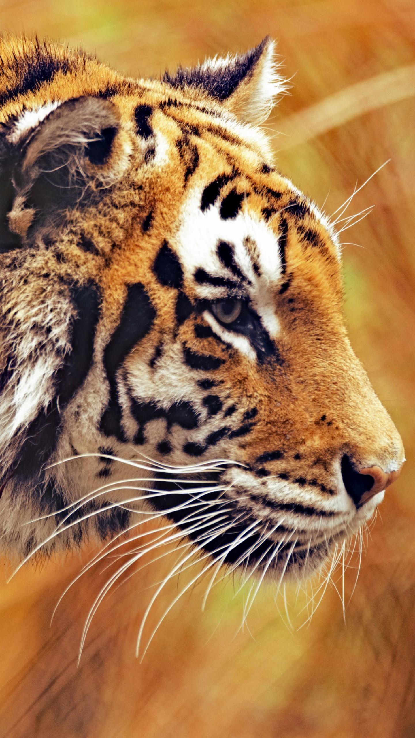 Ultra Hd Tiger Iphone - HD Wallpaper 