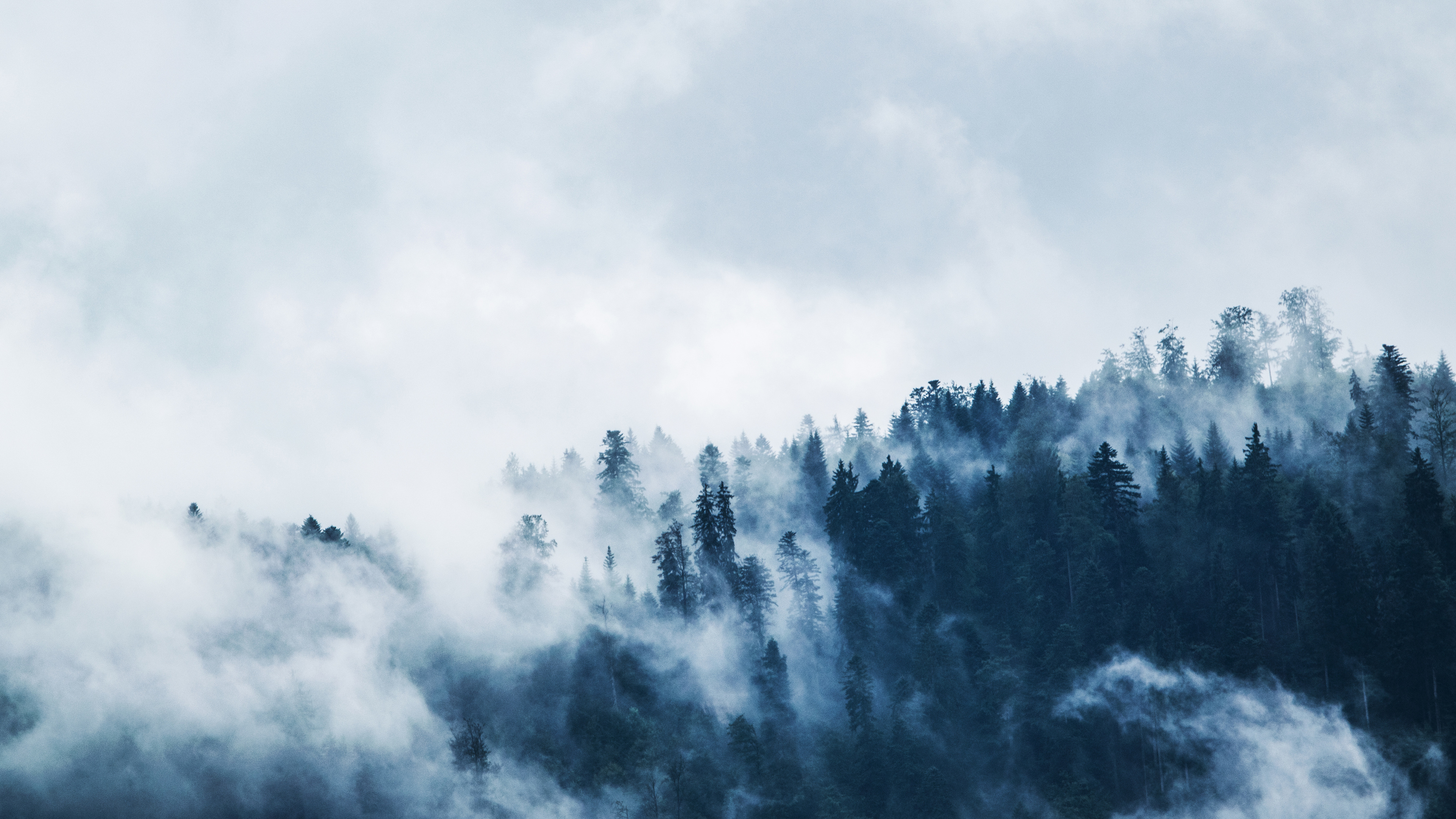 Green Pine Trees Covered With Fogs 4k - Need A Break From All The Noise - HD Wallpaper 