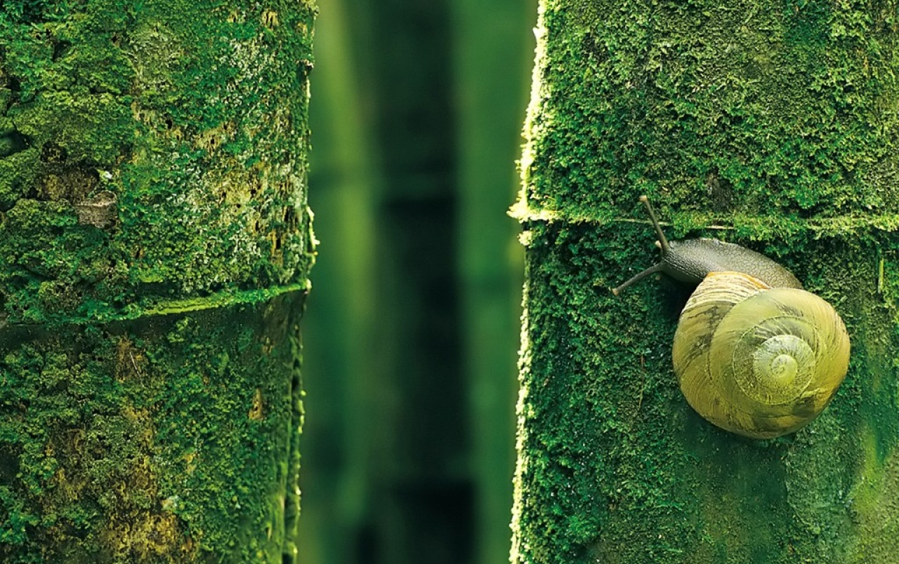 Natural De Camuflaje Wallpapers - Green Snail - HD Wallpaper 