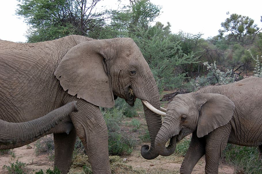 Namibia, Elephant, Safari, Animal, Africa, Big Game, - African Elephant - HD Wallpaper 