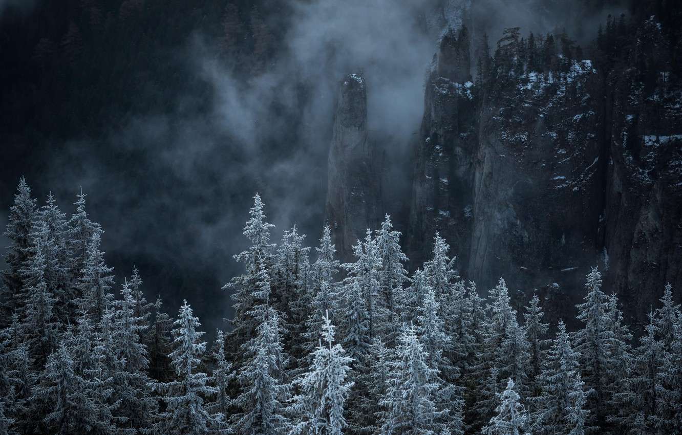 Photo Wallpaper Forest, Trees, Nature, Rocks, Landscapes, - Landscape - HD Wallpaper 