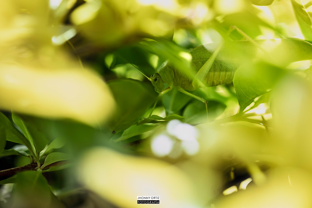 Macro Photography - HD Wallpaper 