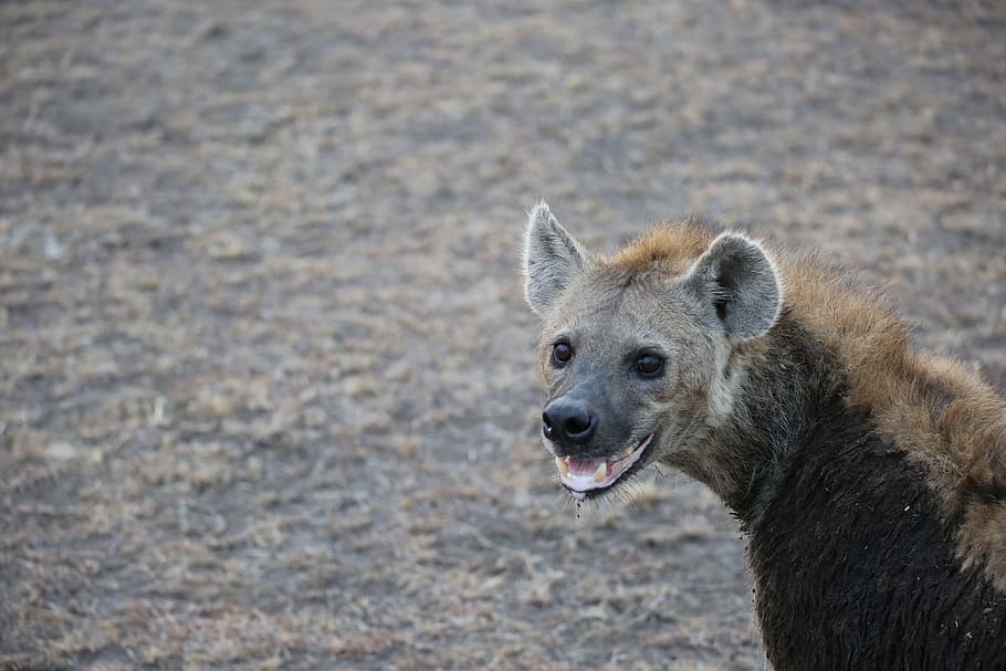 Hyena, Wildlife, Safari, Africa, Kenya, Maasai Mara, - Hyena Spirit Animal - HD Wallpaper 