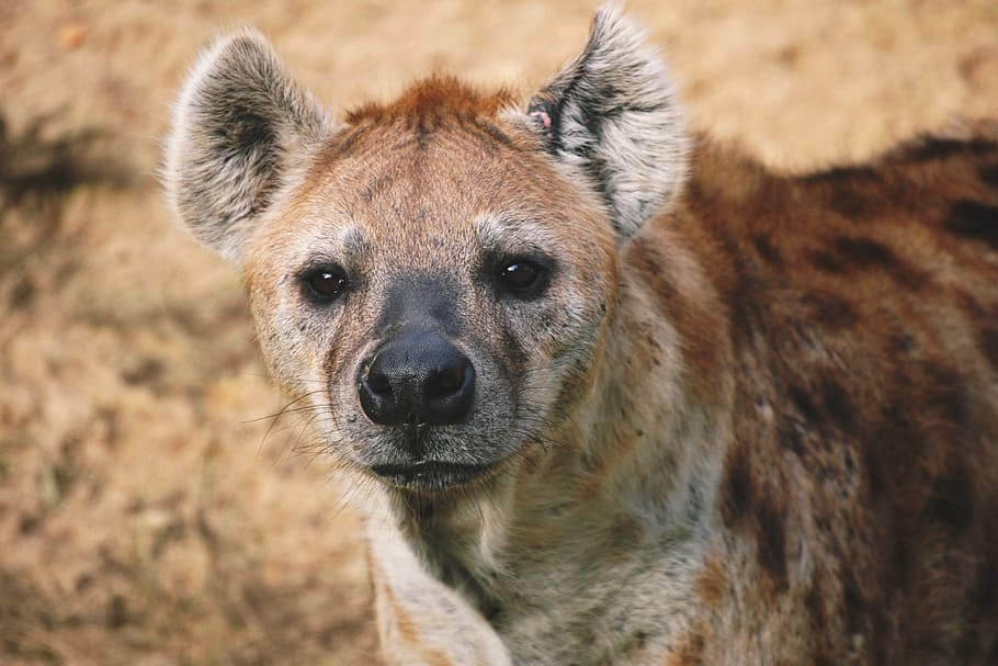 Hyena In Africa, Nature, Safari, Animal Wildlife, Animals - Hyena Wild Animals - HD Wallpaper 