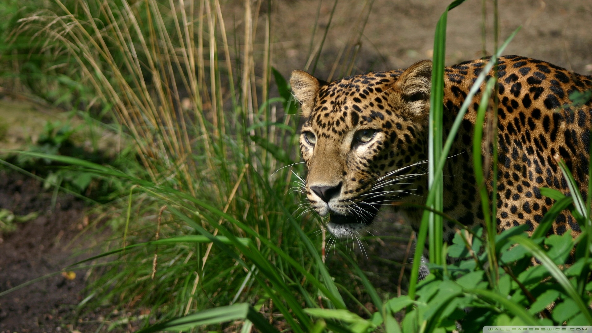 Animal Hunding Image Hd - HD Wallpaper 