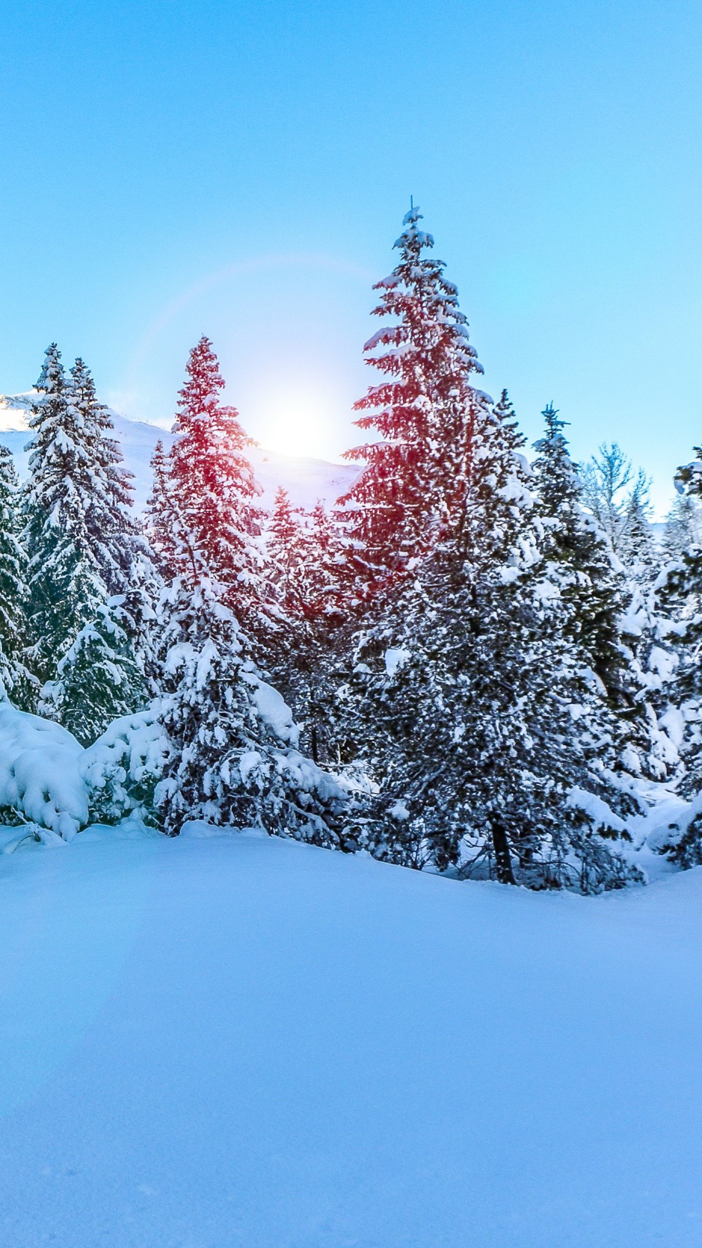 Pine Tree Snow Hd - HD Wallpaper 