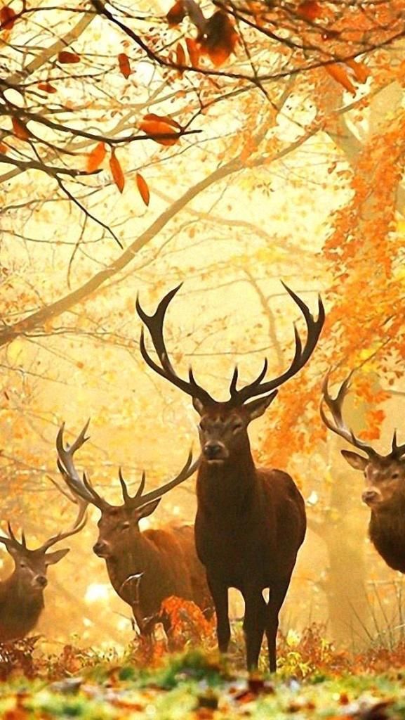 Deer Wallpaper Iphone - HD Wallpaper 