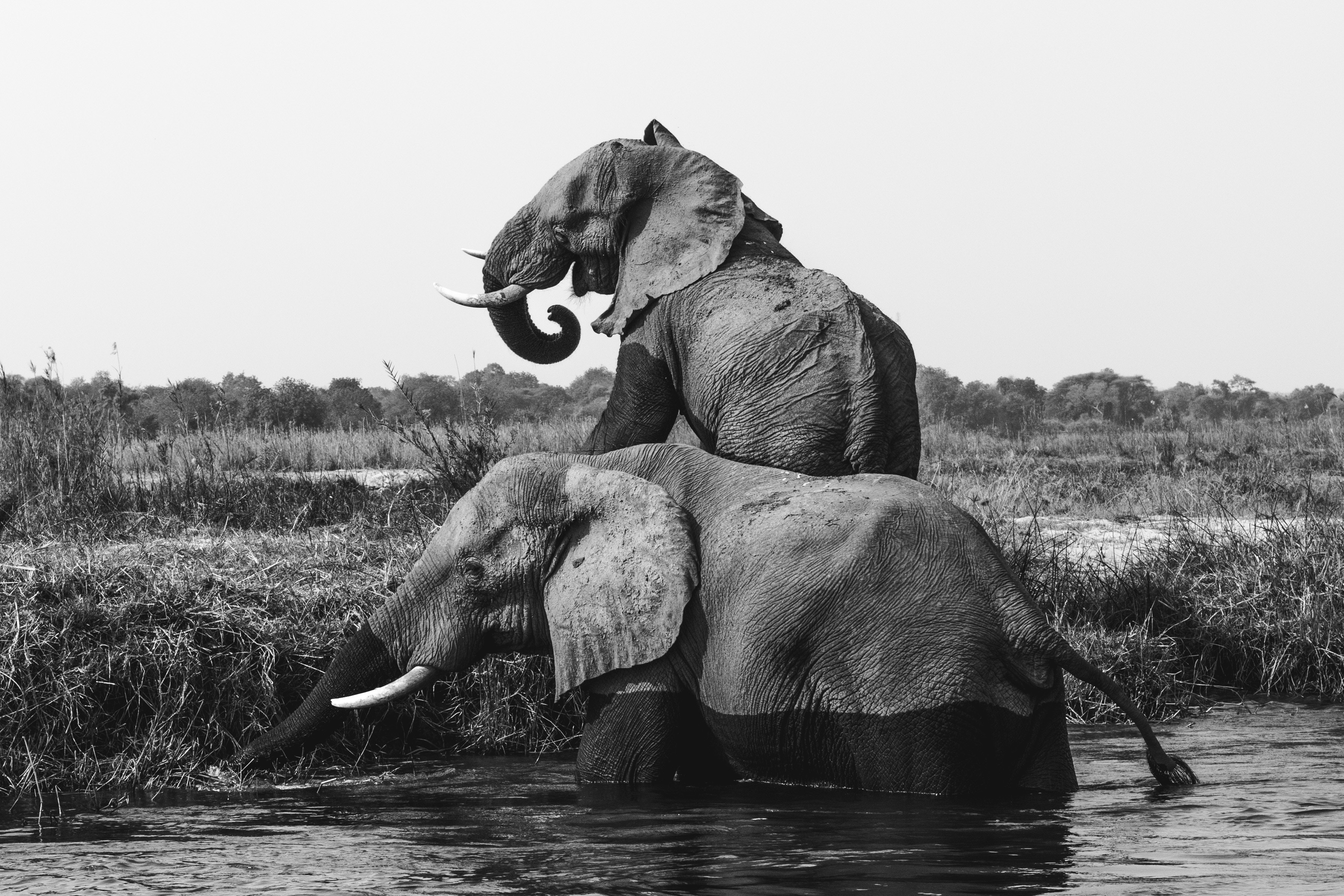 Black And White Hd Elephant - HD Wallpaper 