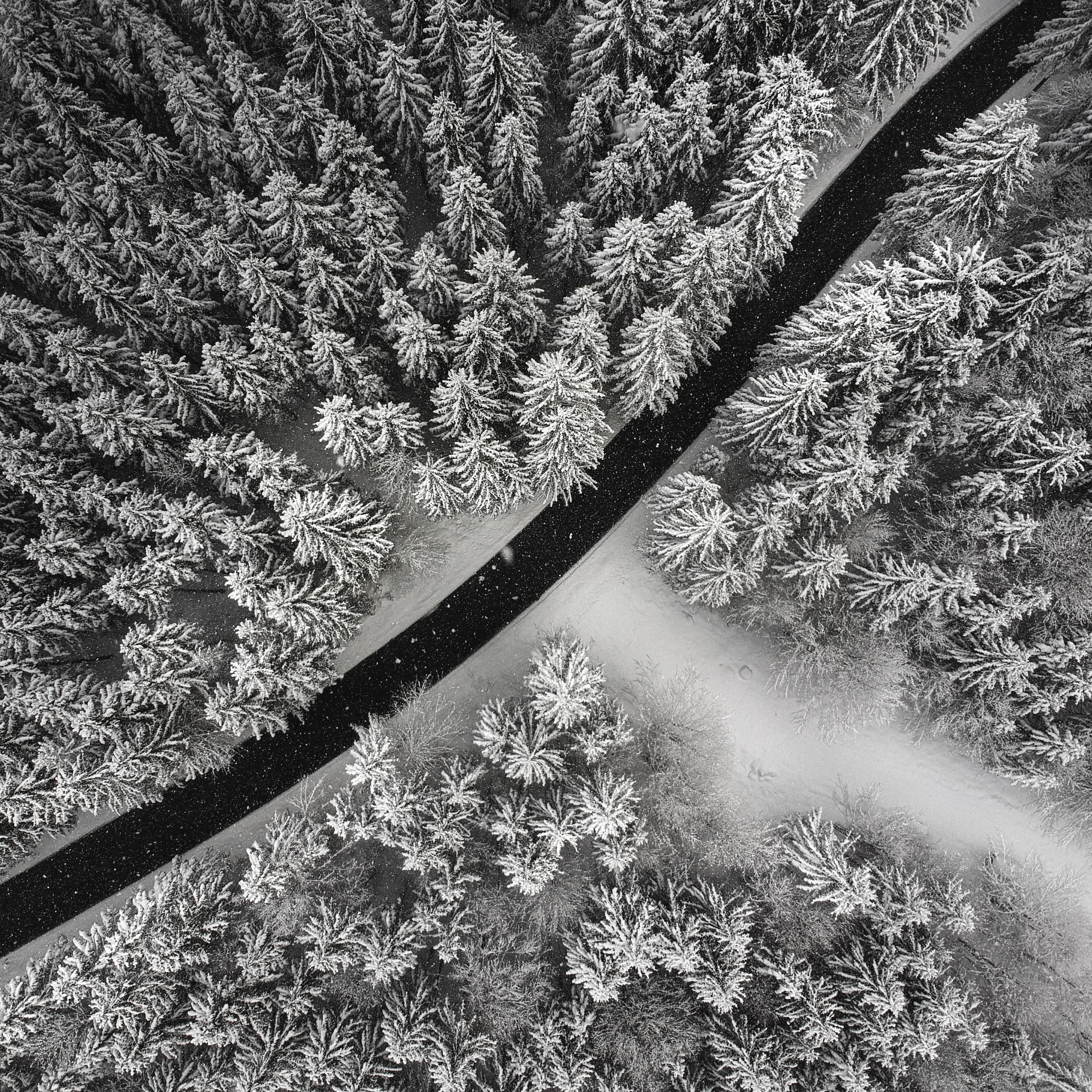 4k Wallpapers Snow Pine Tree - HD Wallpaper 