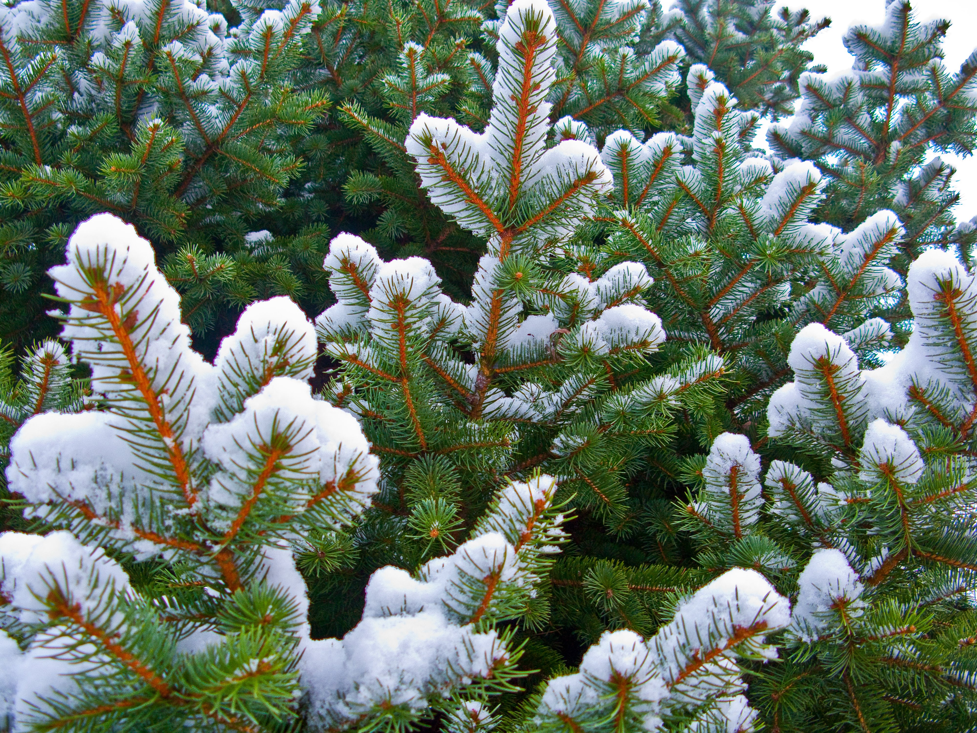 Blue Spruce Pine Tree - National Look For An Evergreen Day - HD Wallpaper 
