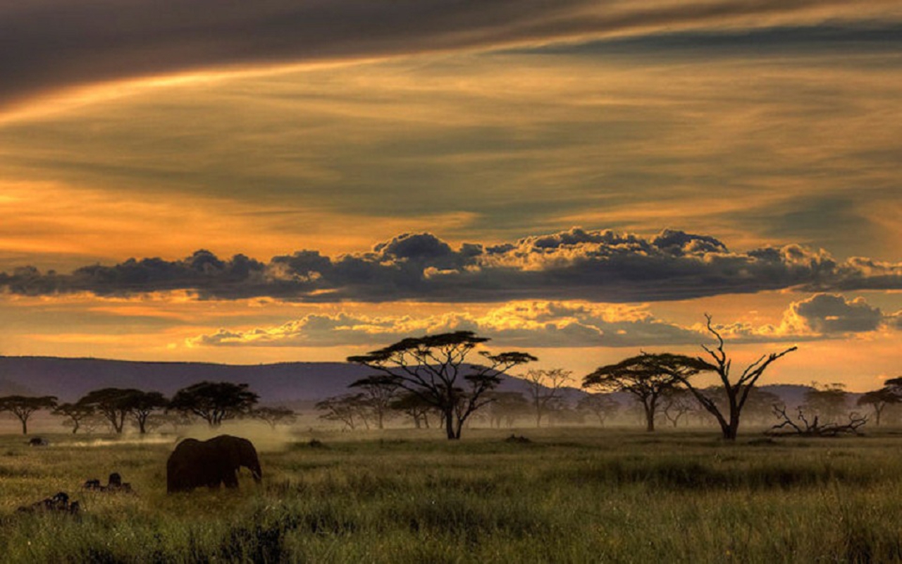 South Africa Safari - HD Wallpaper 