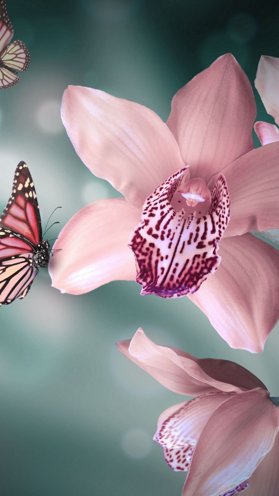Orchids And Butterflies - HD Wallpaper 
