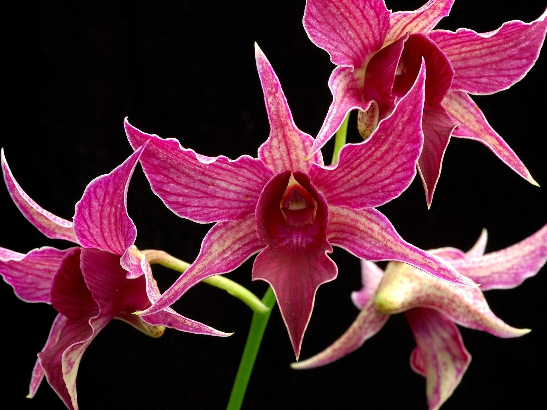 Wallpaper Pink Orchid Flowers Close-up, Black Background - Star Orchid - HD Wallpaper 