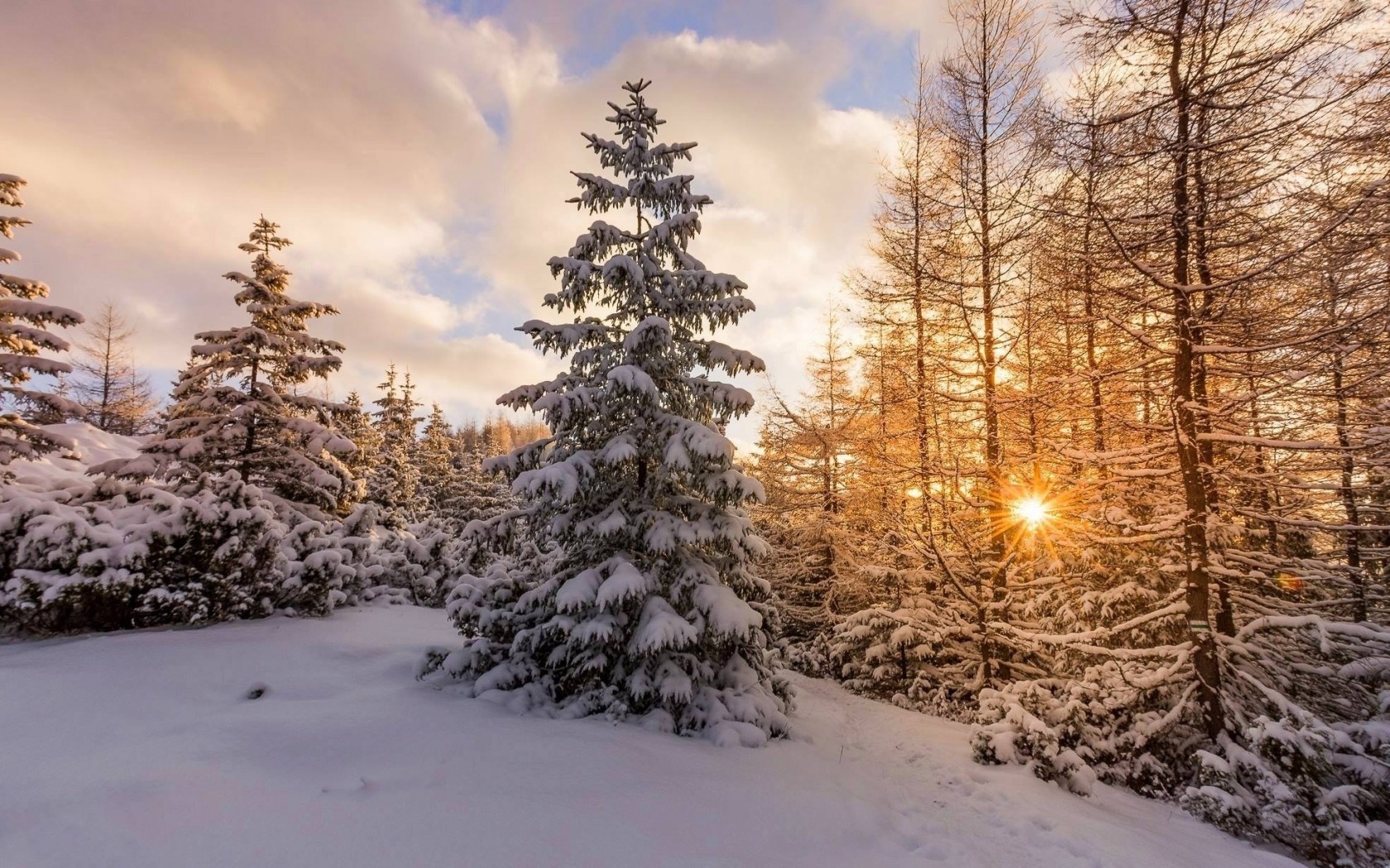 Snow, Winter, Sunset, Pine Tree - Winter Sunset Tree Snow - HD Wallpaper 