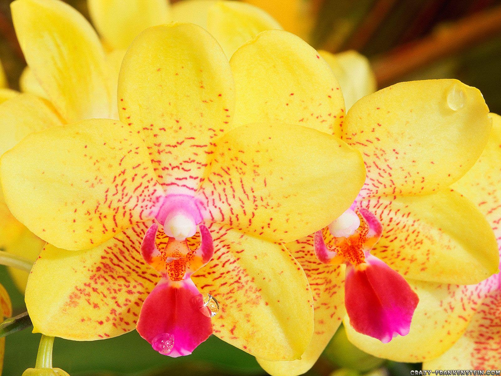 Orchids Yellow - HD Wallpaper 