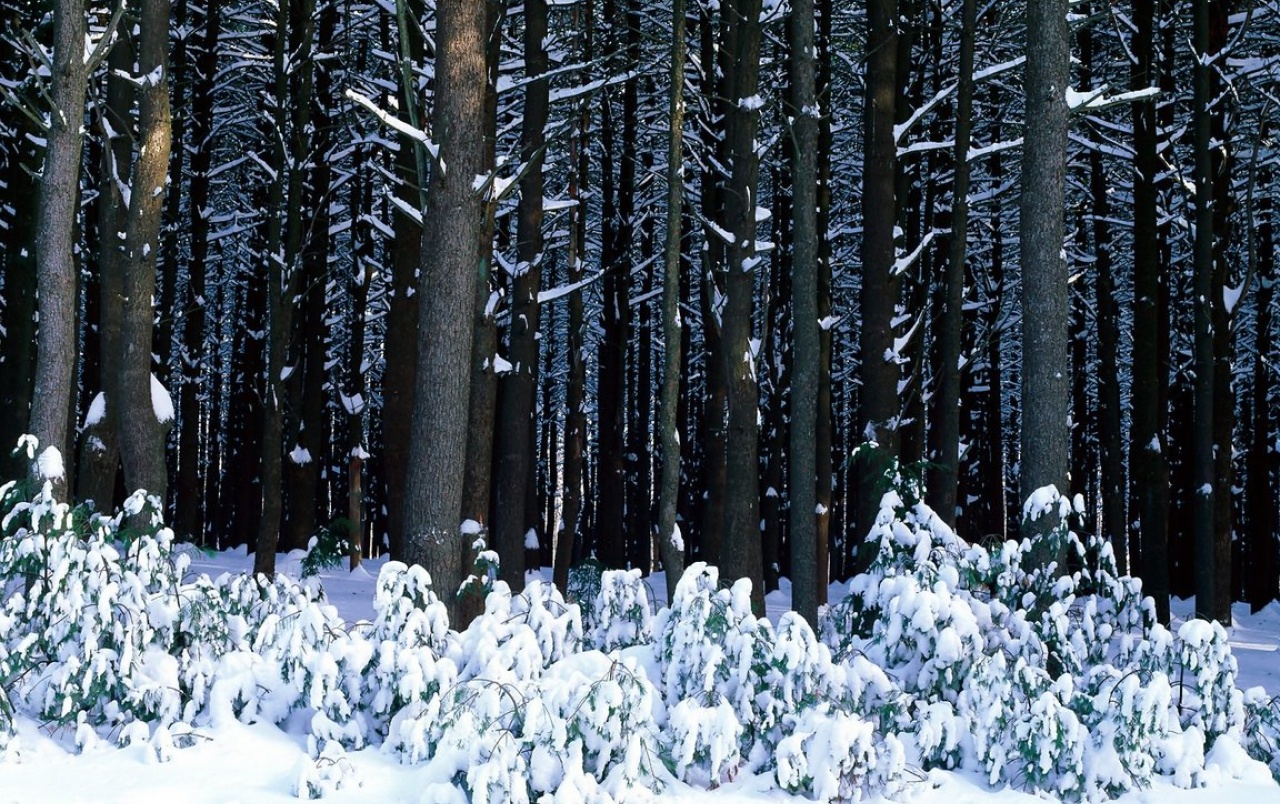 White Pine Trees Wallpapers - Winter Forest Set - HD Wallpaper 