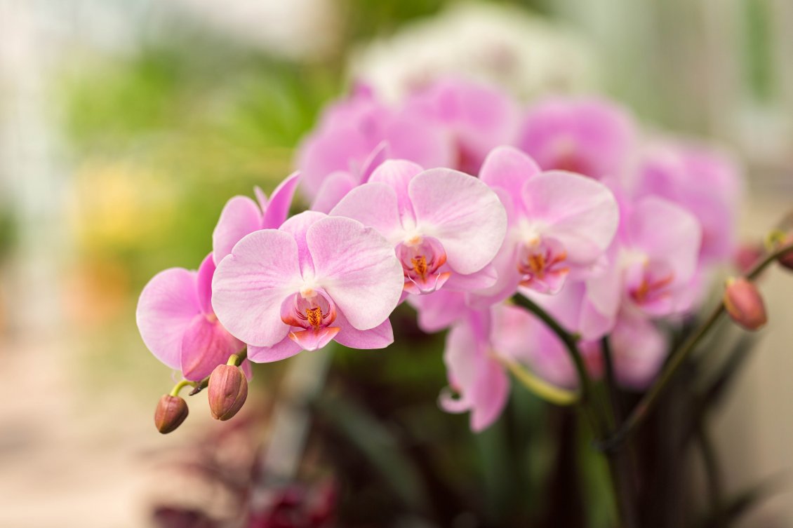 Download Wallpaper Little Pink Orchid Flowers - Orchid Flower - HD Wallpaper 