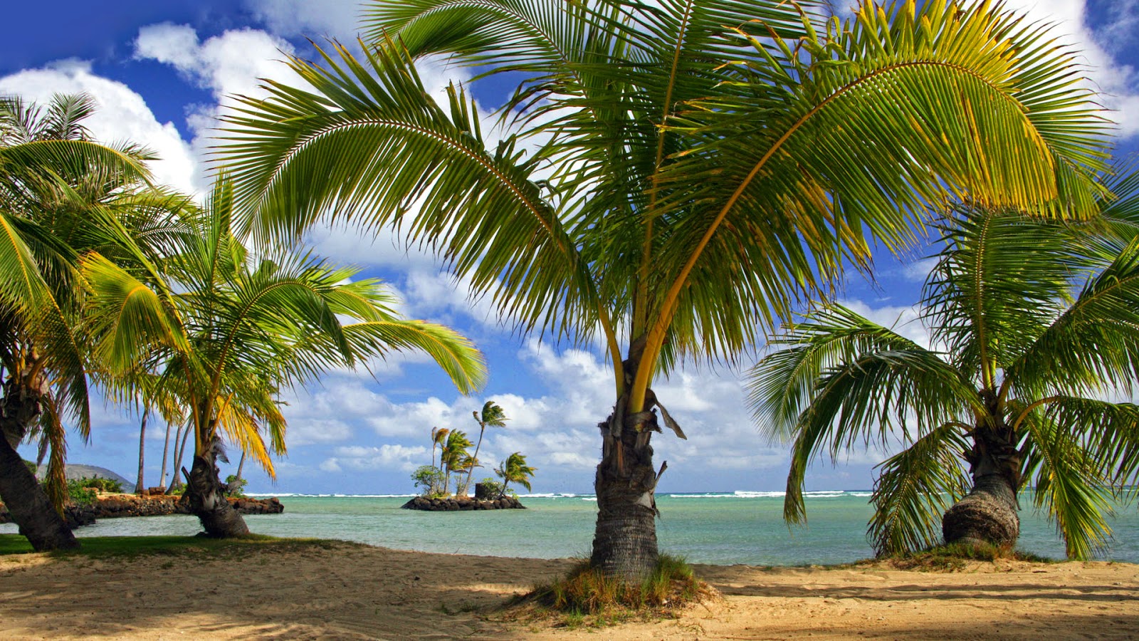 Coconut Tree On The Beach Nature Hd Wallpaper - Coconut Tree Wallpaper Hd -  1600x900 Wallpaper 