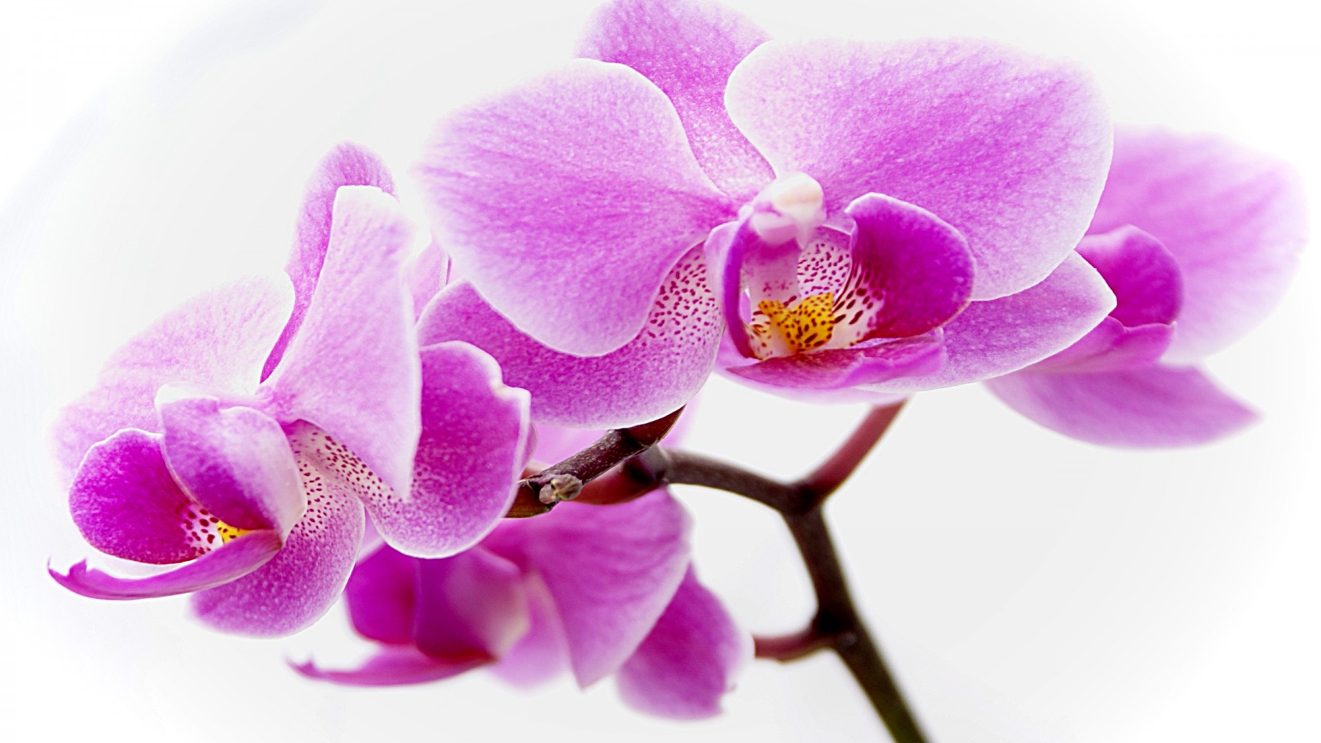 Singapore National Flower Png - HD Wallpaper 