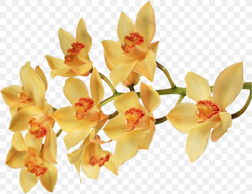 Moth Orchids Flower Color Desktop Wallpaper, Png, 1200x924px, - Orchid Color Yellow Png - HD Wallpaper 