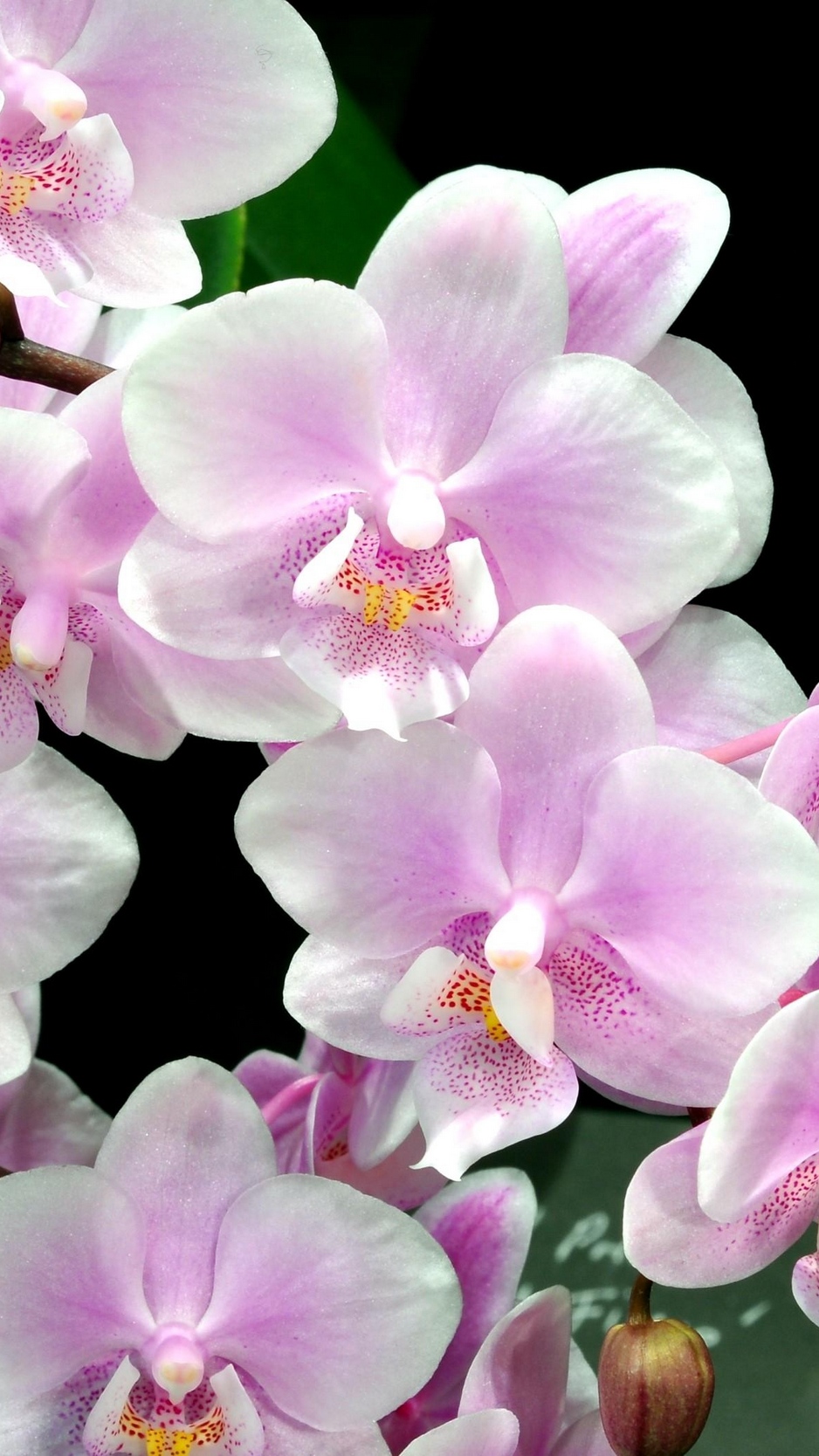 Wallpaper Orchid, Flower, Twig, Black Background - Orchid Wallpaper For Iphone - HD Wallpaper 