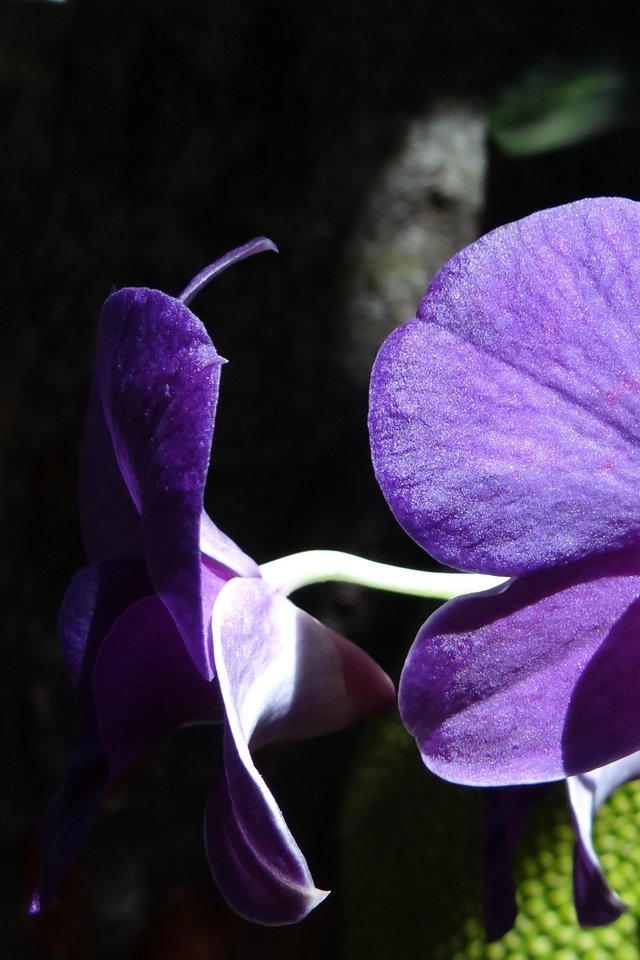 Close-up Of Purple Orchid - Dendrobium Violet - HD Wallpaper 