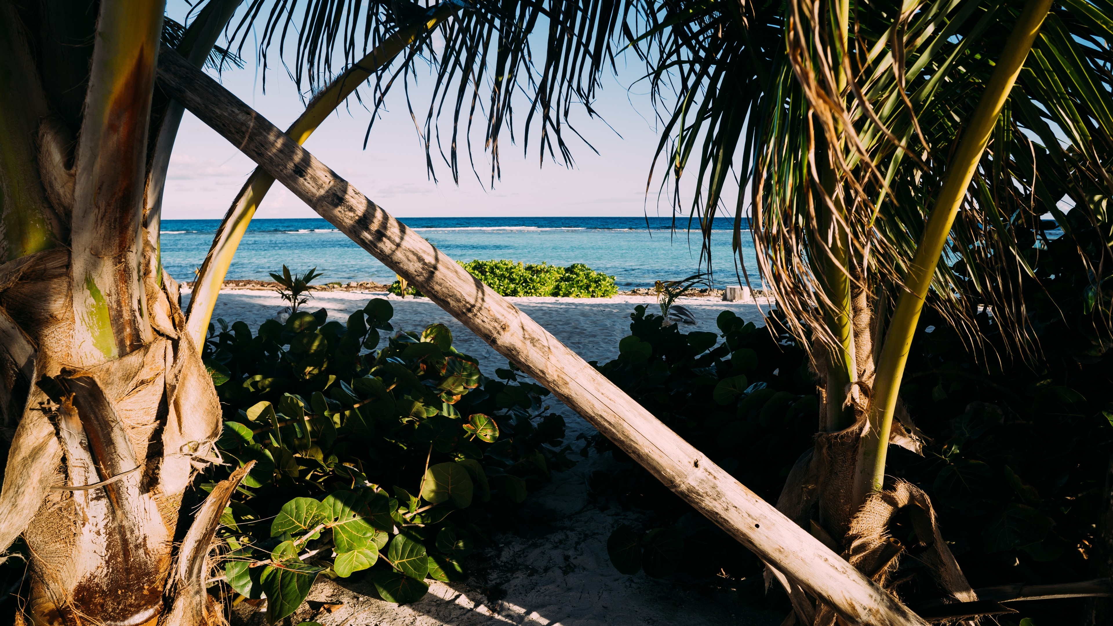 Palm Trees, Sand, Ocean, Holiday, Coconut Trees, Tropical - Palm Trees - HD Wallpaper 