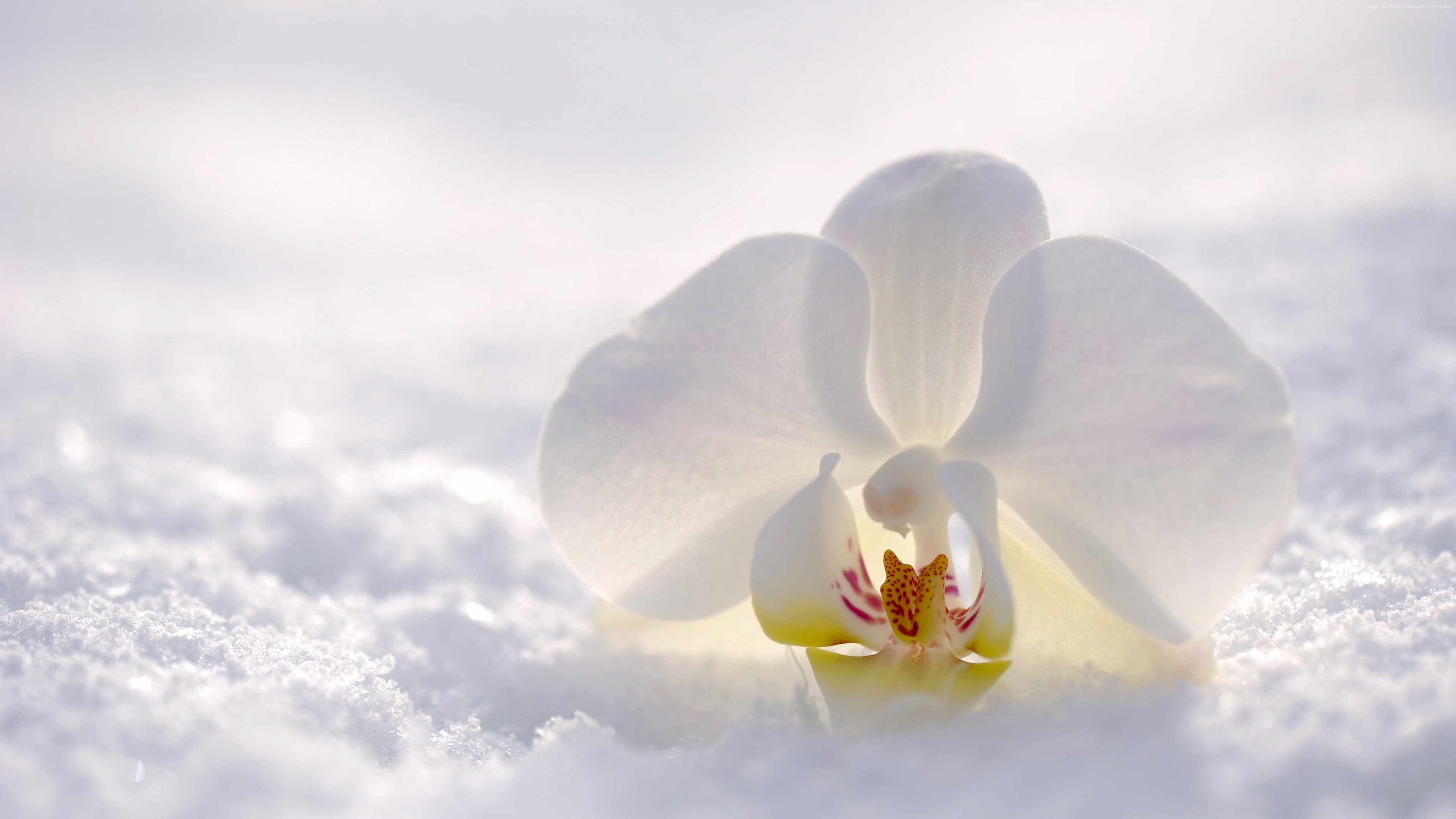 Stock Images Orchid, Flower, Snow, Winter, White, 4k, - Consider That Our Present Sufferings Are Not Worth - HD Wallpaper 