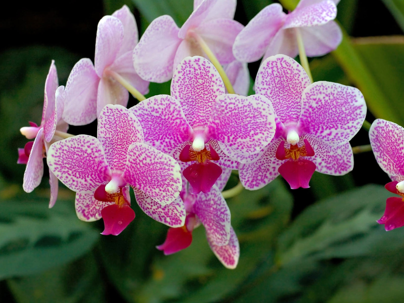 Orchid Flower - Sri Lanka Orchid Flowers - HD Wallpaper 