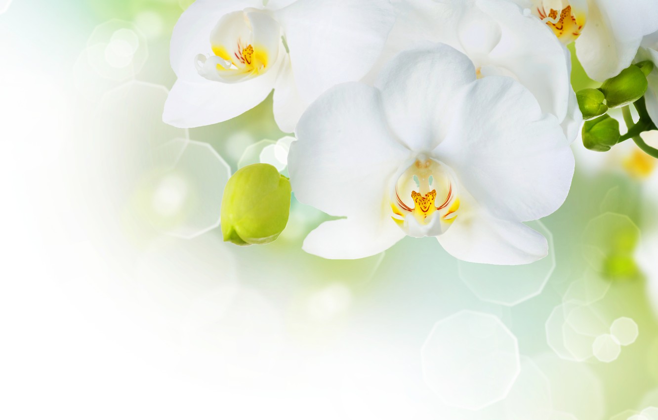 Photo Wallpaper Flowers, Tenderness, Beauty, Petals, - White Orchid Flowers Background - HD Wallpaper 