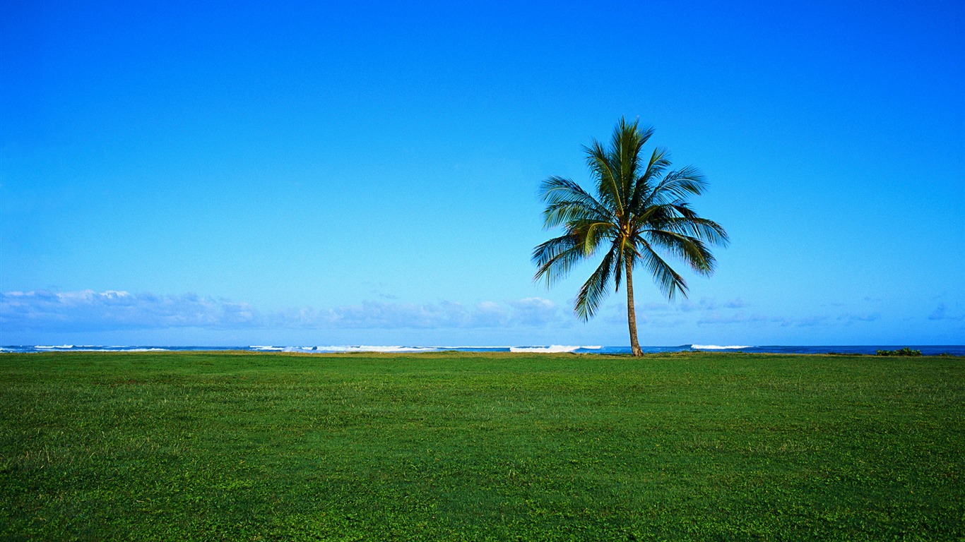 Coconut Trees On The Coast Prairie Wallpapers2011 - Attalea Speciosa - HD Wallpaper 