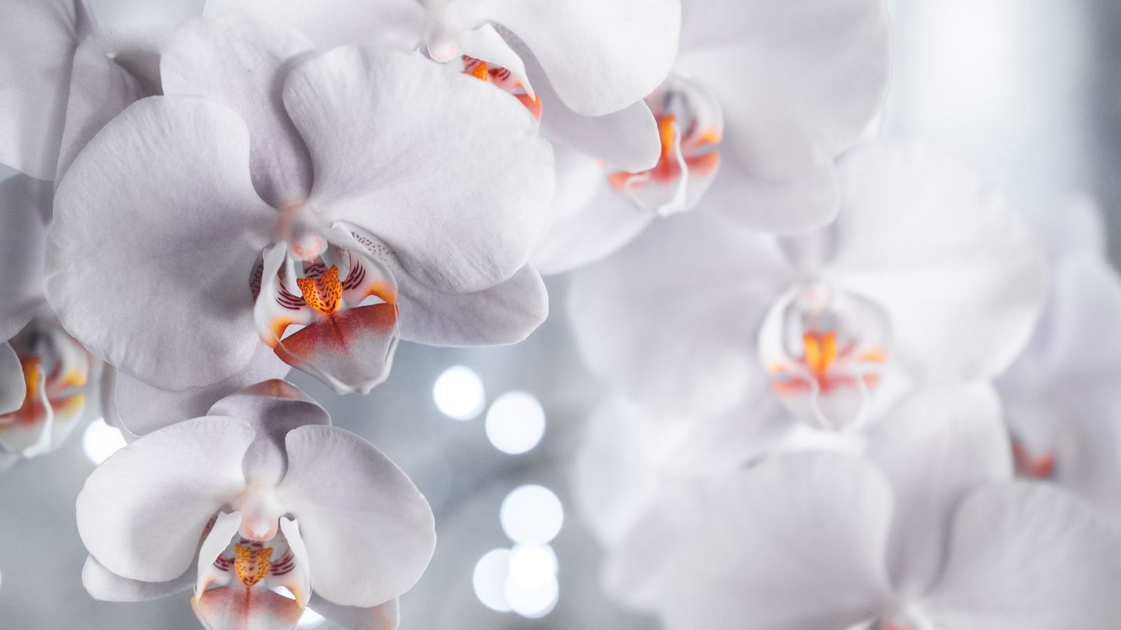 Awesome White Orchid Flowers Wallpaper - Orchid Flower - HD Wallpaper 