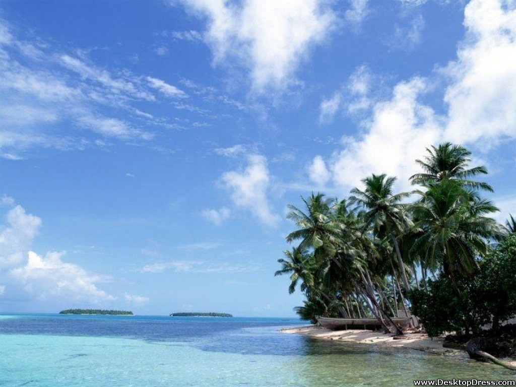 Beach, Coconut Tree - Beach In A Coconut Tree - HD Wallpaper 